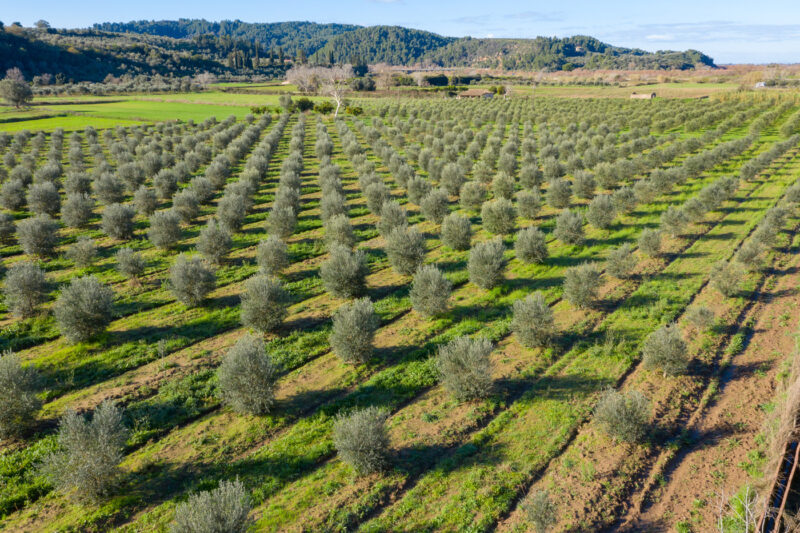 The Olive Temple » Olympia & Olive Tree